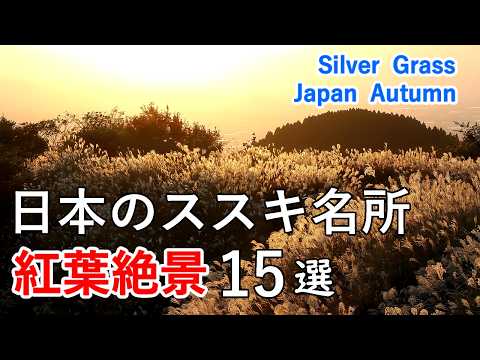 15 Spectacular views of Silver Grass !  / Beautiful Scenery of Japan [ 4K ]