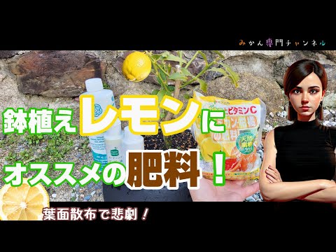 【3月上旬】⑨ゼロから始めるレモンの鉢植え／肥料と葉面散布の与え方！(無農薬栽培)