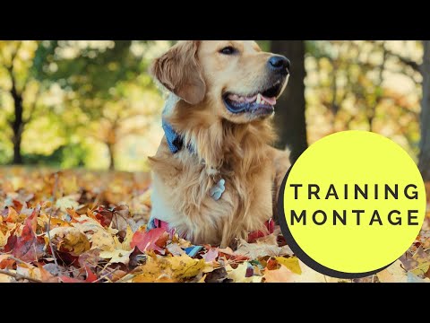 5K Training Montage