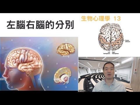 生物心理學13: #左腦右腦的分別 #leftbrain #rightbrain