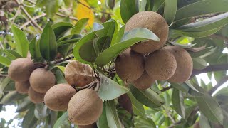 Sapodilla plant care tips | Sapodilla tree care