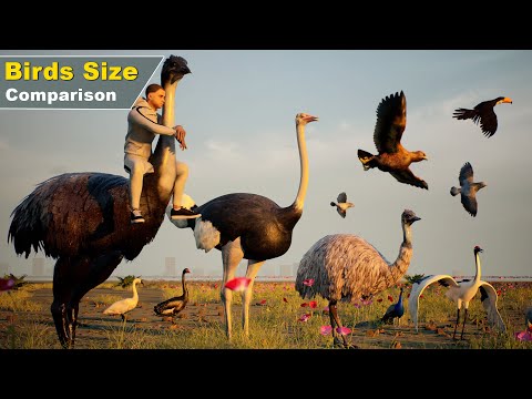 Bird Size Comparison with 3D Animation 2024 | Data Ball