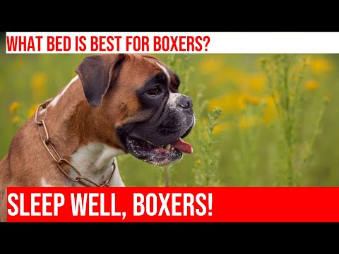 Choosing the Perfect Bed for Your Boxer: Tips and Tricks!