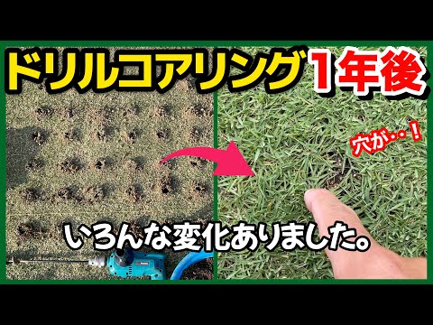 芝生の土壌改良経過報告！ドリルコアリングで不陸修正もできる！？