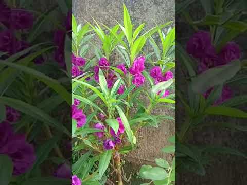 Balsam plant/Chinese Balsam