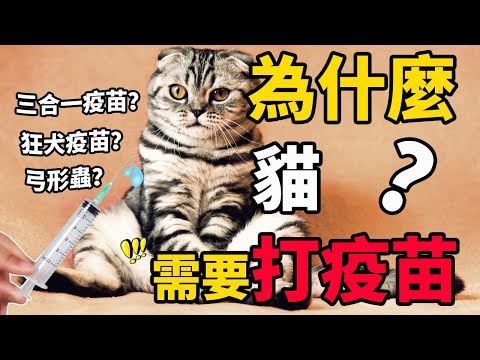 貓為什麼要打疫苗？貓咪需要打哪些預防針呢？