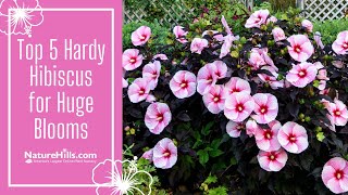 Top 5 Hardy Hibiscus for Huge Blooms | NatureHills.com