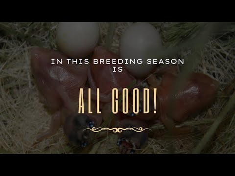 #7 Breeding season 22/23 - All chicks are good and waiting for some others!