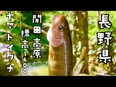 標高1600メートルで伝説の魚ヤマトイワナを狙う！！