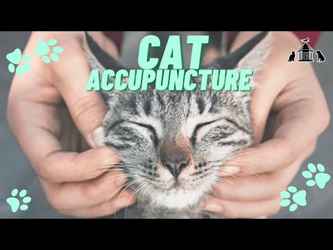 Why You Should Try Cat Acupuncture