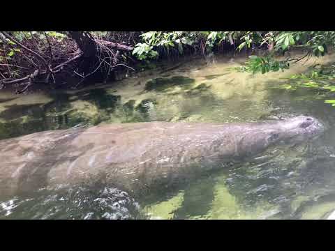 Giant Manatee Swims Under Folding Kayak