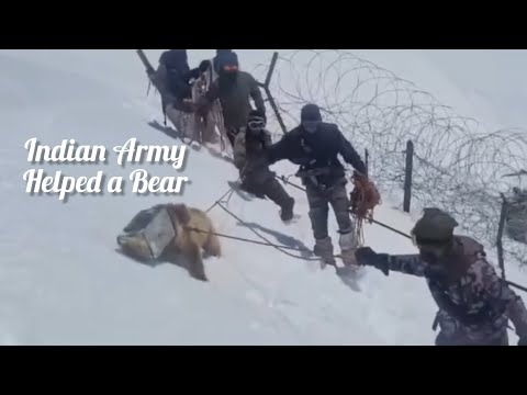 Indian Army helped a Bear to remove container from bear's head! #indianarmy #youtube