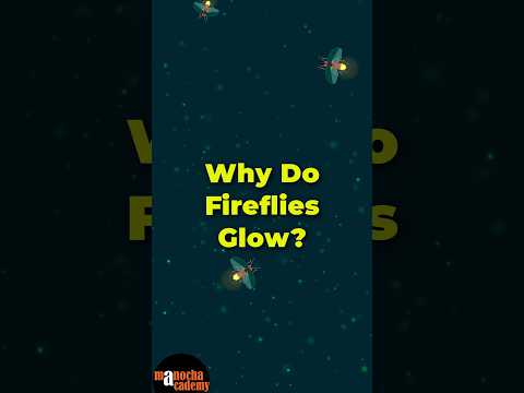 How do Fireflies Glow? #shorts