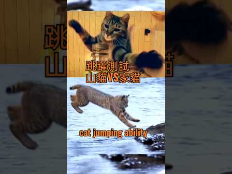 cat jumping ability #cat #funny 貓跳躍測試山貓VS家貓#萌系 #可愛 #貓 #jumpimg