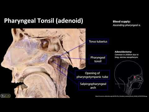 10 Pharyngeal Lymphatic Ring