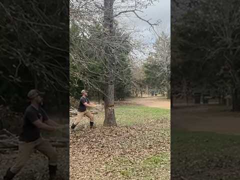 Cutting down an OLD DEAD Tree with Ego 20 inch Chainsaw