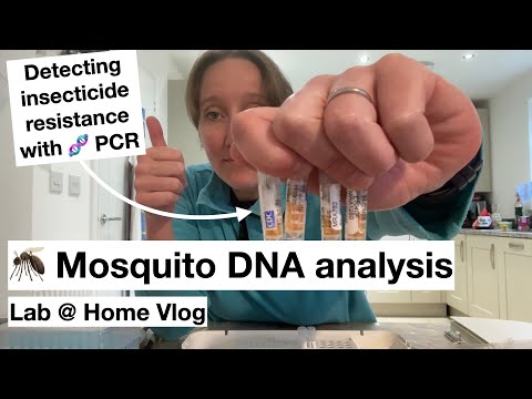 🦟 Detecting insecticide resistance in mosquitoes 🧬 (Lab @ Home Vlog)