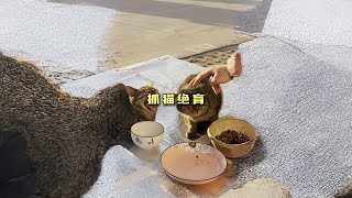 抓流浪猫做绝育竟被喷粪！ #皮爸 #流浪猫绝育