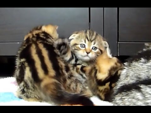 Cute Kittens meowing while playing