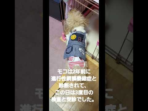 [Life with a dog] [Dog disease] [Shimamura Coordination]