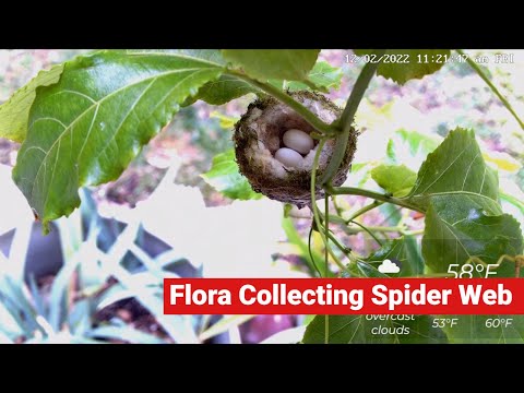 Flora Collecting Spider Web and Eating Bugs