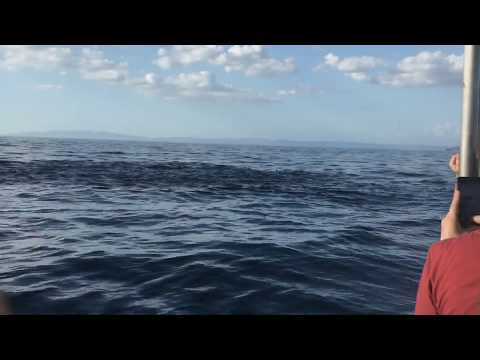 Manta Rays jumping in Costa Rica 🇨🇷