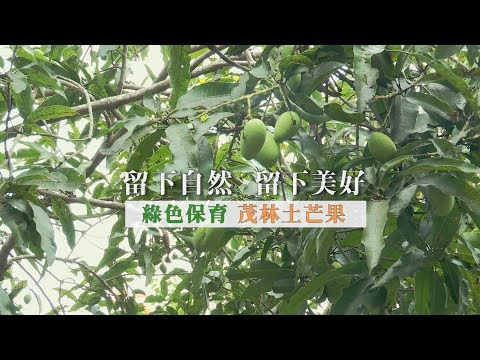 【綠色保育】茂林土芒果 - 留下自然 留下美好