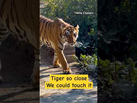 TIGER SO CLOSE WE COULD TOUCH IT IN Jim Corbett #tiger #shorts #trending