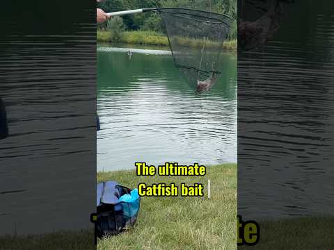 The ULTIMATE Catfish Bait Beginners Setup! 🎣 #shorts #fishing