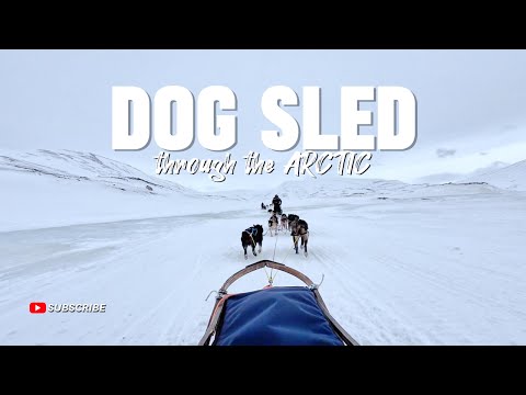 DOG SLED through the ARCTIC | 1-hour Background video