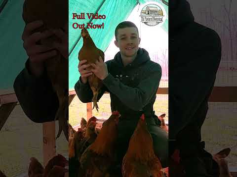 How to Raise, Butcher, Package Chicken