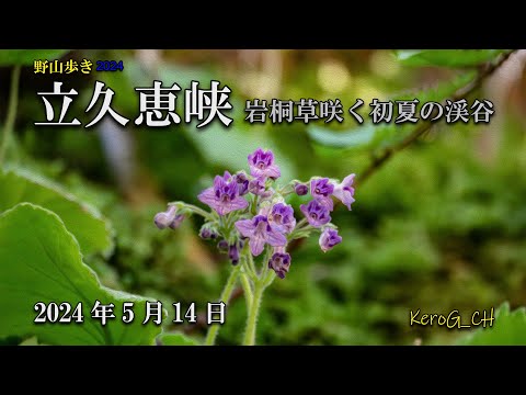 【立久恵峡－岩桐草咲く初夏の渓谷－】野山歩き2024