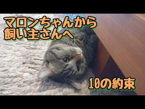 マロンちゃんから飼い主さんへ