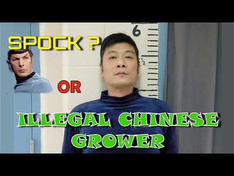 Chinese Growers BUSTED! #illegal #news