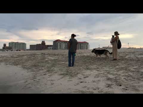 Off leash German Shepherd at the Jersey Shore - Dog Beach Section