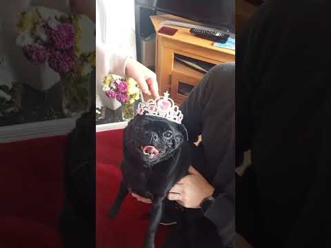 Princess pug! adorable trend big, brave, beautiful. #princess #pets #beautiful #doglover #subscribe