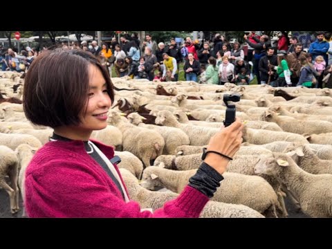 马德里｜人生第一次过“羊”节🐑来看看西班牙羴羴羴的牧羊节！