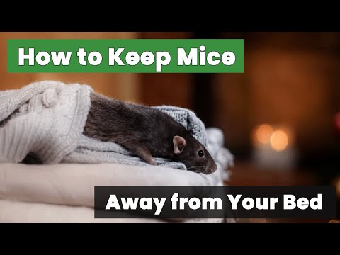 Proven Strategies: How to Keep Mice Away from Your Bed Tonight