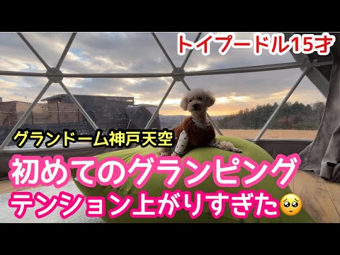 【犬とグランピング】グランドーム 神戸天空　（スパスイート・スイートドッグ）初めてのグランピングが最高すぎた15歳トイプードル