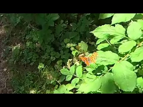 Slow motion butterfly flight [360° VR England]