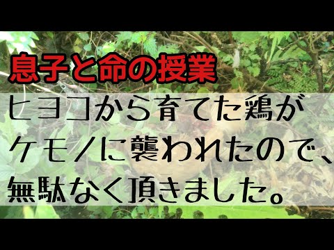 【命の授業】獣にやられたニワトリを食べる