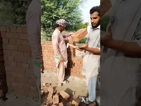 Hard working on home #kabootar #pigeon #pigeonwings #bird #whitepigeon #birdspecies #shorts