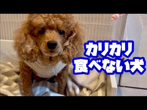 絶対にカリカリのドッグフードを食べない犬がついに食べた✨【ココグルメ】って素晴らしすぎる🥹🥹🥹