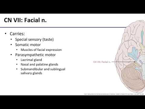 LO3 Intro to Cranial Nerves