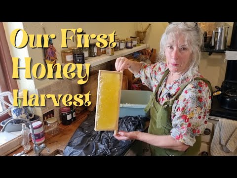 Our First Honey Harvest