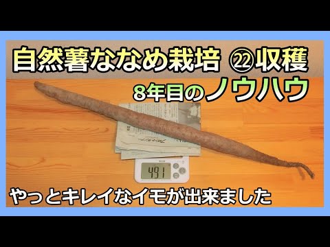 【楽々】波板自然薯ななめ栽培㉒ 8年目の収穫とノウハウ 2022秋