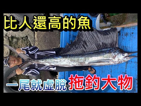 超過兩米的魚 釣一尾就要休息的魚 我看我一天頂多只能拉兩尾 催落