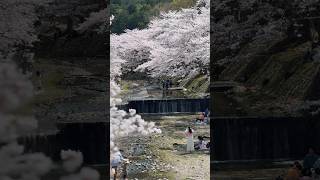 1,500 sakura trees at Nanatani River Kameoka #kyoto #japan #kyototrip #sakura #cherryblossom