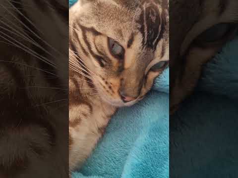 cat naptime #petlover #simplelife #cat #catlover #catvideos #catoftheday