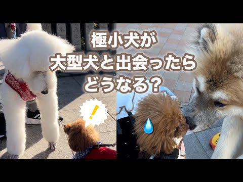 ティーカッププードルが大型犬と出会った時の反応